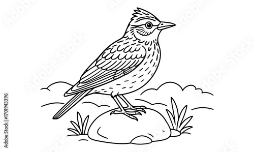Woodlark on stone illustration for nature-inspired design and print