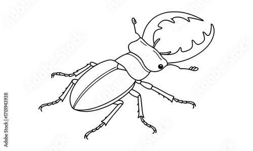 Simple outline of stag beetle for nature illustration or educational design