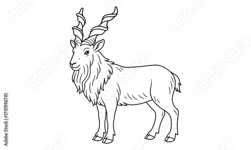 Markhor coloring page design for kids and adults