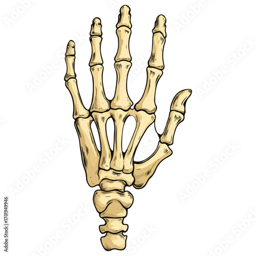 skeleton hand, costume, halloween, festival, vector, transparent background, decoration, hand, isolated, skeleton, bones, mannequin, model, figurine, medical, x-ray, bone, icon
