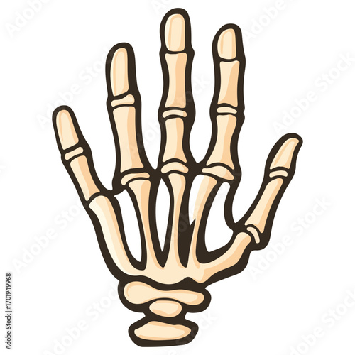 skeleton hand, costume, halloween, festival, vector, transparent background, decoration, hand, isolated, skeleton, bones, mannequin, model, figurine, medical, x-ray, bone, icon