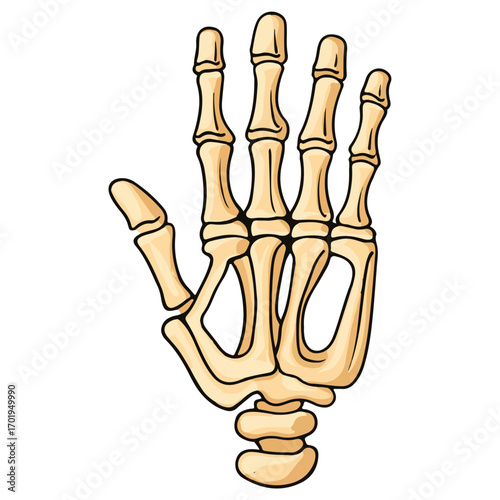 skeleton hand, costume, halloween, festival, vector, transparent background, decoration, hand, isolated, skeleton, bones, mannequin, model, figurine, medical, x-ray, bone, icon