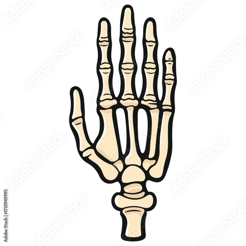 skeleton hand, costume, halloween, festival, vector, transparent background, decoration, hand, isolated, skeleton, bones, mannequin, model, figurine, medical, x-ray, bone, icon