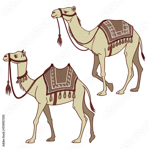 cartoon camel set