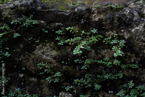 Little plants on the rock