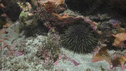 Common sea urchin Evechinus chloroticus hiding in rocky reef where it meets coarse sandy bottom. Location: Leigh New Zealand