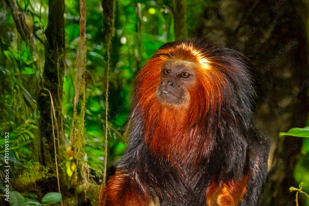 Obraz premium Tamarin lion à tête dorée en gros plan