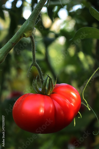 Photos Red ripe beefsteak tomato on plant in the vegetable garden on summer