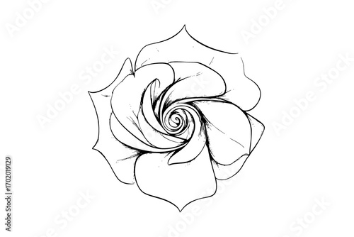 a stylized drawing of a spiral roseblack, bud, drawing, flower, illustration, petal, rose, spiral, stem, swirl, white 