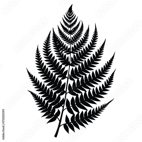 Silhouette of Fern Frond Showing Detailed Leaf Structure, Botanical Illustration, Single Branch