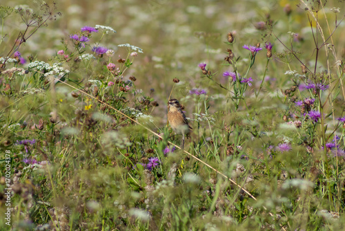 Stonechat Perched Amid Wildflowers in a Summer Meadow