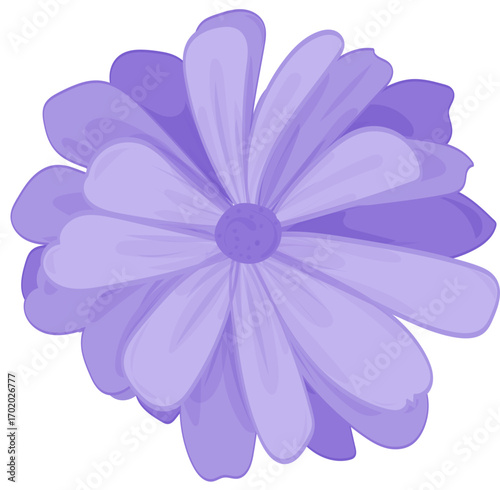 purple chrysanthemum