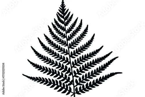 Striking Silhouette of a Single Fern Frond Against a Clean, White Background
