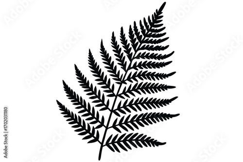 Silhouette of a Detailed Fern Leaf with Intricate Fronds and Pinnules