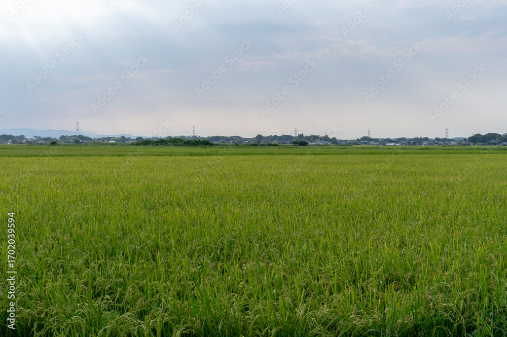Fototapeta premium 薄明光線が降り注ぐ夏の田園風景