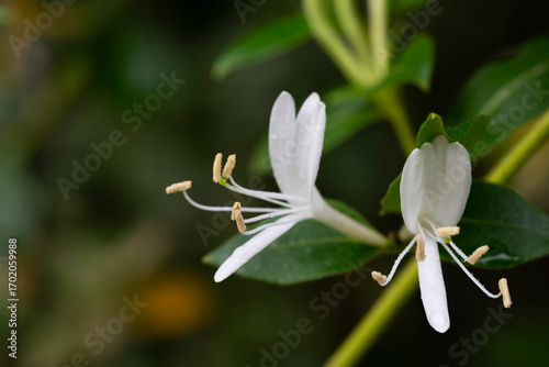 white flowers of a Lonicera japonica