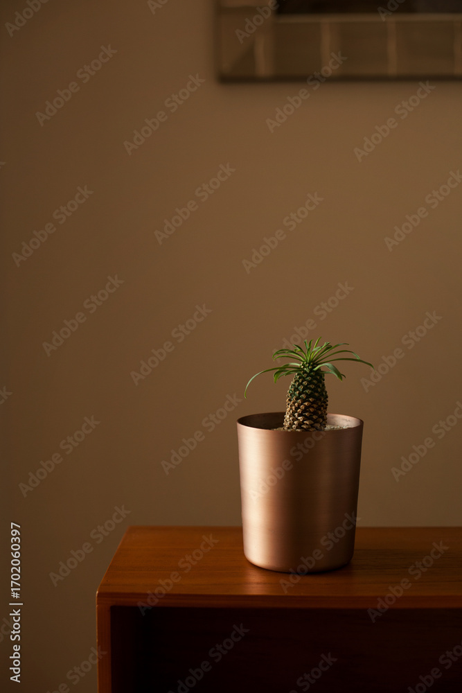 Fototapeta premium Euphorbia plant placed in a minimalist setting with moody background, adding sophistication to modern interiors.