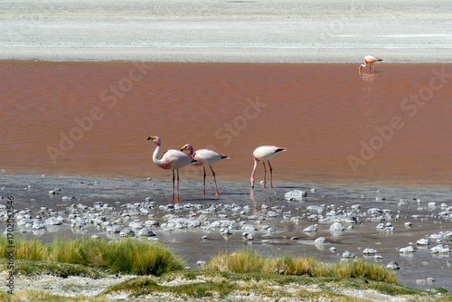 Flock of flamingos feeding in front of Laguna Colorada, in the Eduardo Avaroa Andean Fauna National Reserve, Bolivia.