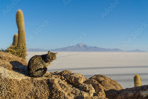 Image of a cat in front of the Uyuni salt flats. The image was taken at dawn from Incahuasi, an island covered with cacti in the heart of the salt flats. Uyuni, Bolivia.