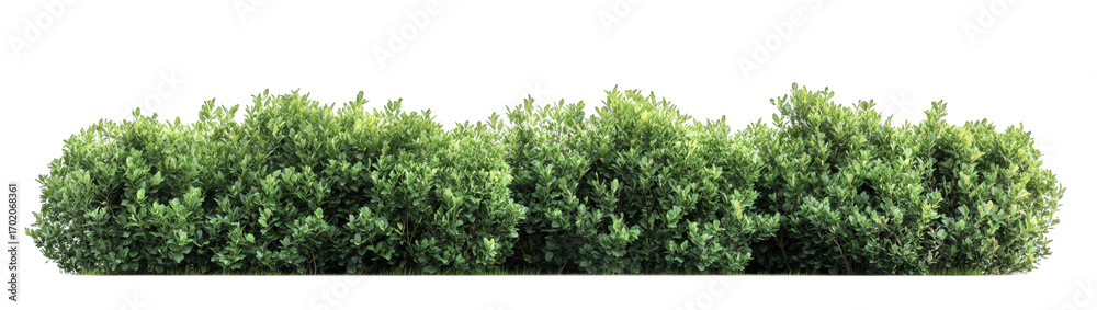 Obraz premium Green bush hedge isolated on transparent background