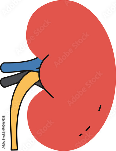 Minimalist Flat Style Kidney Human Organ Anatomy Healthcare Illustration