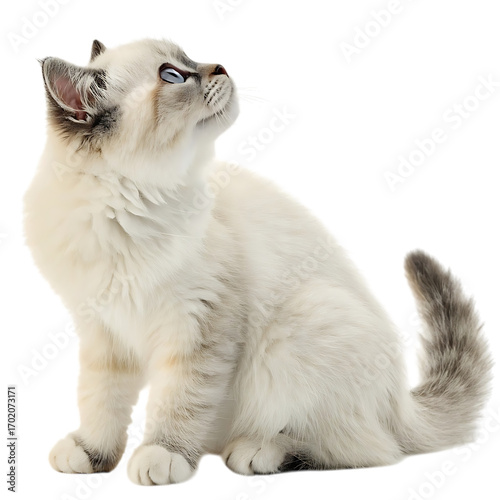 Fluffy ragdoll cat sitting upright looking to the side in a realistic 3d render