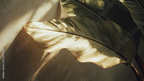 Wallpaper Mural Large tropical leaf casting soft shadows on a wall in warm sunlight. Torontodigital.ca