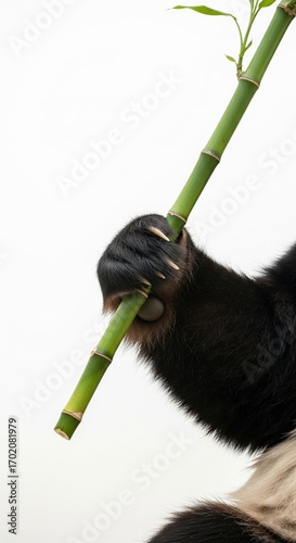 Close-up of a panda's paw gripping a bamboo stalk with its distinctive 'thumb' and sharp claws, set against a pristine white background. The image highlights the panda's unique adaptation ,
