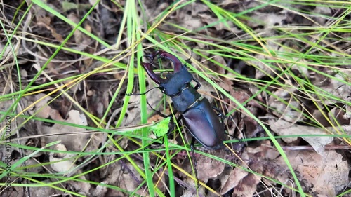 Forest setting featuring a magnificent stag beetle, Lucanus cervus, illustrating its natural elegance and role within ecosystem, surrounded by foliage