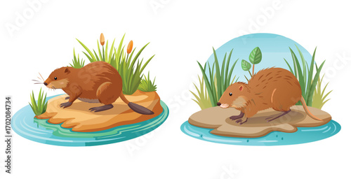 Curious muskrat near a muddy shore detailed fur vector art design illustration