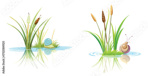 Delicate snail climbing a slender water reed vector art design illustration