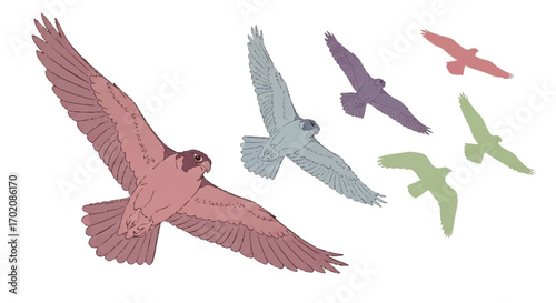 A stylized illustration set of soaring falcons in muted pink, blue, and green pastel colors.