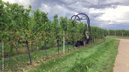 Tractor Trimming Vines in Alsace
