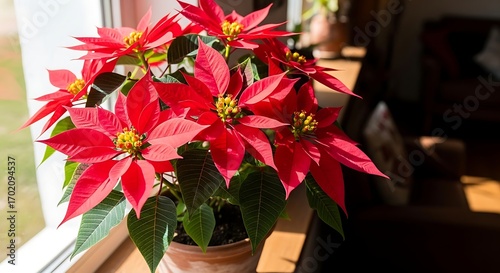Beautiful Red Poinsettia Plant.