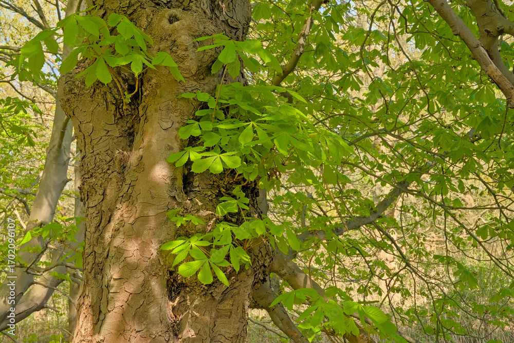 Fototapeta premium Detail of a worn chestnut tree trunk with fresh green spring leaves - Castanea 