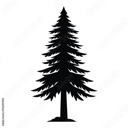 Silhouette of a tall evergreen pine tree