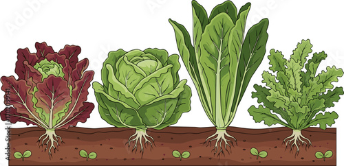 Create a kinds of deferent Lettuce row in garden, growing lettuce, vegetable garden vector art with white background.