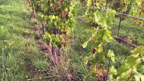 Sunlit Alsace Vineyard Harvest Serenity