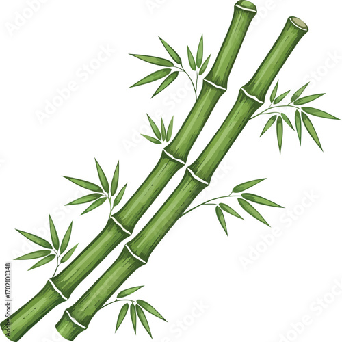 vector, illustration, bamboo tree for poster, background