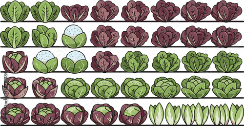 Create a kinds of deferent Salad growing in a garden, lettuce row vector art with white background..