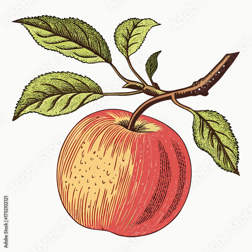 Vintage Apple with Branch and Leaves Botanical Illustration