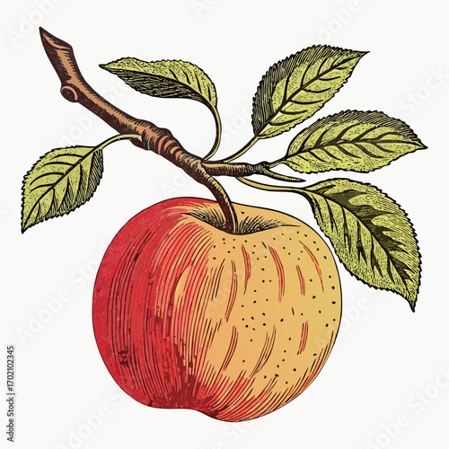 Vintage Apple with Branch and Leaves Botanical Illustration