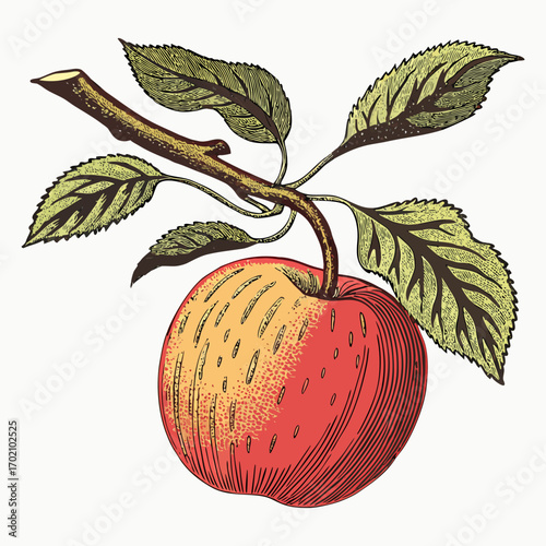 Vintage Apple with Branch and Leaves Botanical Illustration