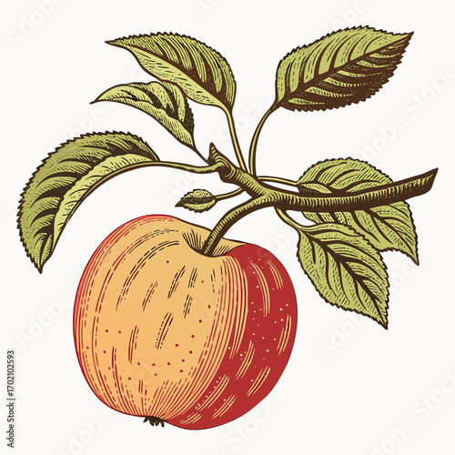 Vintage Apple with Branch and Leaves Botanical Illustration