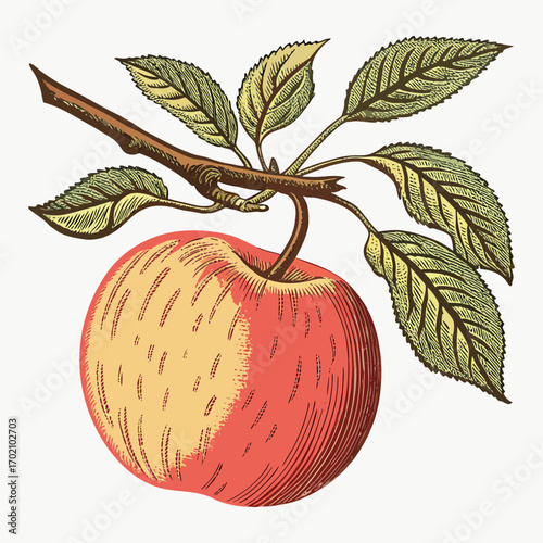 Vintage Apple with Branch and Leaves Botanical Illustration