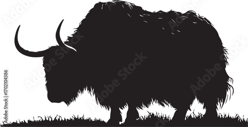 Majestic yak silhouette grazing peacefully today