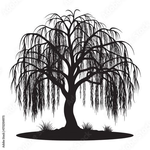 Silhouette of a weeping willow tree
