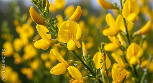 Bright Yellow Flowers in Bloom.