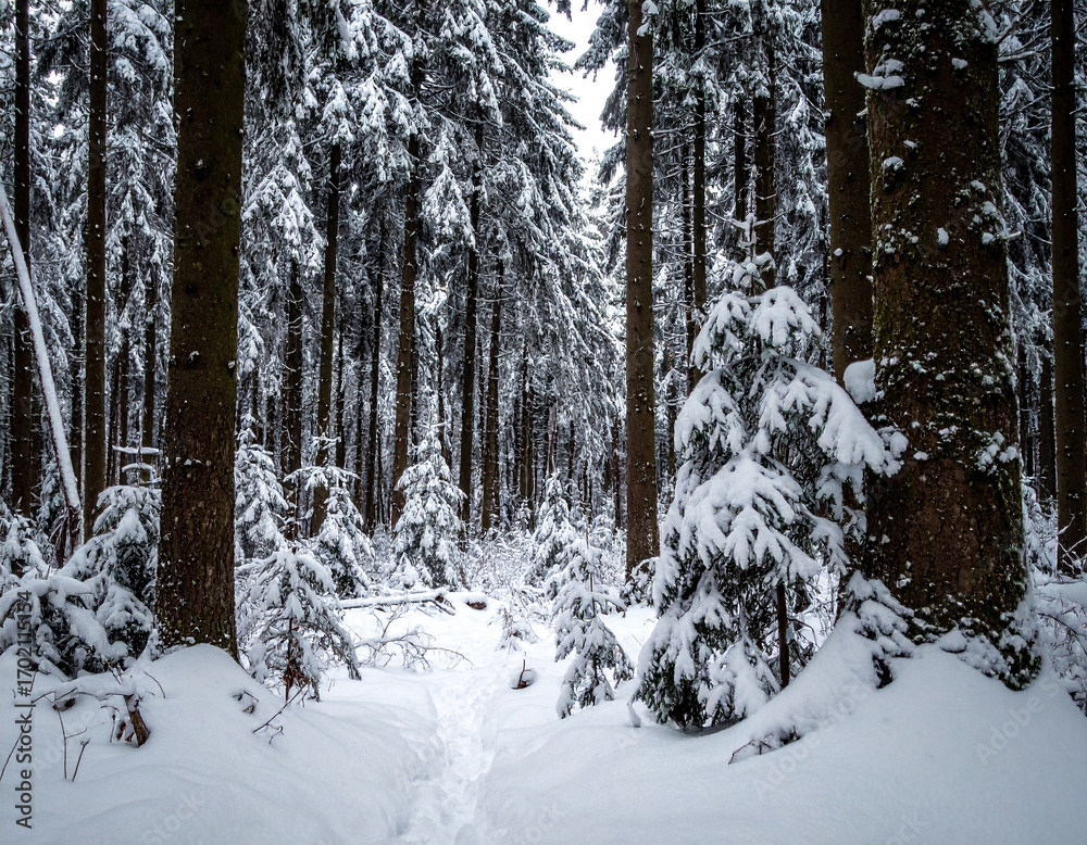 Fototapeta premium Snow-Laden Spruce Branches Dense Winter Forest 