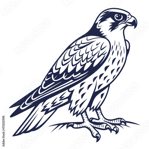 Detailed monochrome illustration of a falcon bird in a static pose